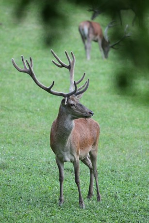 IMG_5460_1